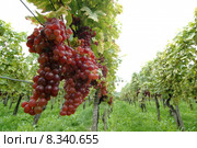 green red light bright fruit. Стоковое фото, фотограф Daniel Schoenen / Smarterpix / Фотобанк Лори