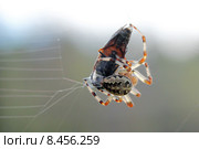 Диадемный крестовик (Araneus diadematus) упаковывает пойманного слепня в кокон. Стоковое фото, фотограф Александр Тарасенков / Фотобанк Лори