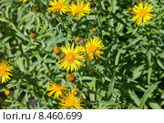 Девясил иволистный (лат. Inula salicina) Стоковое фото, фотограф Ольга Пашкова / Фотобанк Лори