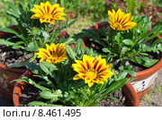 Газания жестковатая "Желтое пламя" (лат. Gazania splendens Yellow Flame) в глиняных горшках на улице. Стоковое фото, фотограф Елена Коромыслова / Фотобанк Лори