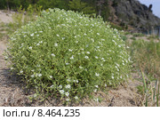 Звездчатка вильчатая (Stellaria dichotoma) на песчаном берегу Байкала, Иркутская область. Стоковое фото, фотограф Алексей Гусев / Фотобанк Лори