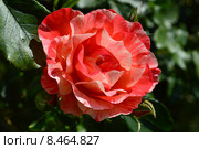 Роза флорибунда Хэнки Пэнки (лат. Hanky Panky), Jones. Стоковое фото, фотограф lana1501 / Фотобанк Лори