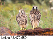 Птенцы пустельги (falco) Стоковое фото, фотограф Ирина Яровая / Фотобанк Лори