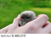 Маленький цыпленок в руках на зеленом фоне. Стоковое фото, фотограф Знаменский Олег / Фотобанк Лори