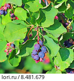 Ирга, или Амеланхиер (Amelanchier) — род растений семейства Розовые (Rosaceae), листопадный кустарник. Ягодная кисть на фоне листьев. Стоковое фото, фотограф Евгений Мухортов / Фотобанк Лори