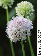 Лук-слизун или Лук поникающий ( Allium nutans) — многолетнее травянистое растение. Цветущая головка крупно. Стоковое фото, фотограф Евгений Мухортов / Фотобанк Лори