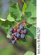 Ирга, или Амеланхиер (Amelanchier).  Ягодная кисть на фоне листьев. Стоковое фото, фотограф Евгений Мухортов / Фотобанк Лори