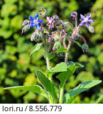 Огуречная трава или Бурачник (Borago) Стоковое фото, фотограф Евгений Мухортов / Фотобанк Лори