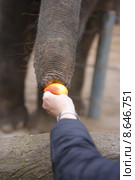 food animal hand carrot take. Стоковое фото, фотограф Thomas Rabbe / PantherMedia / Фотобанк Лори