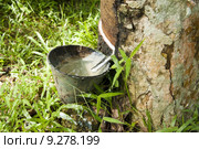 Rubber flows from the tree. Стоковое фото, фотограф Wong Sze Fei / PantherMedia / Фотобанк Лори
