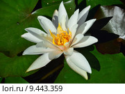 Кувшинка белая (лат. Nymphaea alba L) Стоковое фото, фотограф lana1501 / Фотобанк Лори