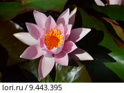 Кувшинка четырехгранная (лат. Nymphaea tetragona) Стоковое фото, фотограф lana1501 / Фотобанк Лори