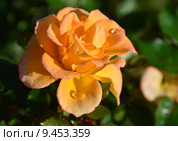 Роза патио Мериголд Свит Дрим (лат. Marigold Sweet Dream), Fryer 2010. Стоковое фото, фотограф lana1501 / Фотобанк Лори