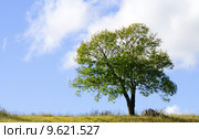 isolated tree. Стоковое фото, фотограф daniel guffanti / PantherMedia / Фотобанк Лори