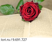 aa an open book covered with a red rose. Стоковое фото, фотограф daniel guffanti / PantherMedia / Фотобанк Лори