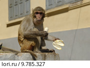 monkey bandar myanmar burma macaca. Стоковое фото, фотограф Carmen Mair / PantherMedia / Фотобанк Лори