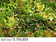 Пельтигера пупырчатая (Peltigera aphthosa) Стоковое фото, фотограф Елена Кутепова / Фотобанк Лори