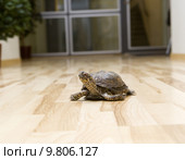 Turtle on the floor indoor. Стоковое фото, фотограф Lisa Wahman / PantherMedia / Фотобанк Лори