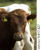 Tranquil Scene with Domestic cows. Стоковое фото, фотограф Lisa Wahman / PantherMedia / Фотобанк Лори