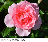Роза грандифлора Свит Фрагранс (лат. Sweet Fragrance) (BAInce), Ping Lim США , 1991. Стоковое фото, фотограф lana1501 / Фотобанк Лори