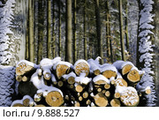 firewood stocked in the forest. Стоковое фото, фотограф daniel guffanti / PantherMedia / Фотобанк Лори