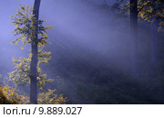 a forest illuminated by the sunlight. Стоковое фото, фотограф daniel guffanti / PantherMedia / Фотобанк Лори