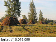 Стожки сена в ряд. Стоковое фото, фотограф Анатолий Матвейчук / Фотобанк Лори
