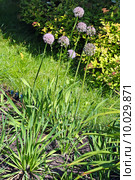 Лук-слизун или Лук поникающий ( Allium nutans). Кусты лука на дачном участке. Стоковое фото, фотограф Евгений Мухортов / Фотобанк Лори