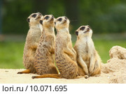 Lovely group of meerkats (suricata) sit together and look at the. Стоковое фото, фотограф Jaroslav Frank / PantherMedia / Фотобанк Лори