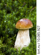 Mushroom in the wild. Стоковое фото, фотограф Artur Wojteczek / PantherMedia / Фотобанк Лори