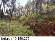 Ложбина осенью. Стоковое фото, фотограф Анатолий Матвейчук / Фотобанк Лори