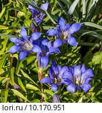 Садовая Горечавка (Gentiana) Стоковое фото, фотограф Евгений Мухортов / Фотобанк Лори