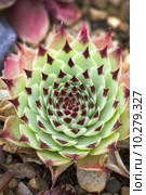 sempervivum florette. Стоковое фото, фотограф Lee Avison / PantherMedia / Фотобанк Лори
