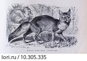 Корсакъ (Vulpes corsac) - рисунок из книги А. Брэма "Жизнь животных", 1896 год. Стоковая иллюстрация, иллюстратор Вера Смолянинова / Фотобанк Лори