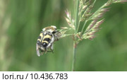 Жук- Восковик перевязанный или пестряк полосатый ( лат. Trichius fasciatus, англ.   Bee beetle) Стоковое видео, видеограф Звездочка ясная / Фотобанк Лори