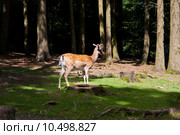 roe roebuck buck stag hart. Стоковое фото, фотограф Heiko Barth / PantherMedia / Фотобанк Лори