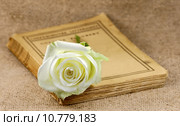 old book covered with a white rose. Стоковое фото, фотограф daniel guffanti / PantherMedia / Фотобанк Лори