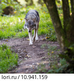 Gray/Eurasian wolf . Стоковое фото, фотограф Viktor Cap / PantherMedia / Фотобанк Лори