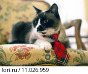 Siamese Cat with tie. Стоковое фото, фотограф emmanuelle bonzami / PantherMedia / Фотобанк Лори