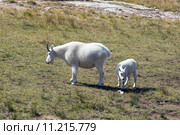 Самка снежной козы с козленком (2015 год). Стоковое фото, фотограф Ирина Кожемякина / Фотобанк Лори