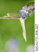 butterfly close-up. Стоковое фото, фотограф daniel guffanti / PantherMedia / Фотобанк Лори
