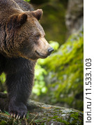 Brown bear (Ursus arctos) Стоковое фото, фотограф Viktor Cap / PantherMedia / Фотобанк Лори