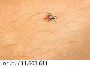 Tick - parasitic arachnid blood-sucking carrier of various diseases. Стоковое фото, фотограф Viktor Cap / PantherMedia / Фотобанк Лори