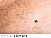 Tick - parasitic arachnid blood-sucking carrier of various diseases. Стоковое фото, фотограф Viktor Cap / PantherMedia / Фотобанк Лори