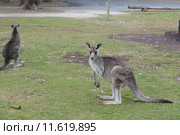 Серые кенгуру (лат. (Macropus giganteus), Национальный парк  Wombeyan Caves, Австралия (2015 год). Стоковое фото, фотограф Ирина Фирсова / Фотобанк Лори