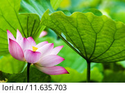 Beautiful pink waterlily or lotus flower in pond (2014 год). Редакционное фото, фотограф Nicholas Han / PantherMedia / Фотобанк Лори