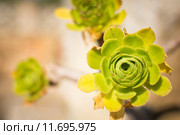 Closeup of a green succulenz taken from directly above. Стоковое фото, фотограф Rüdiger Wittmann / PantherMedia / Фотобанк Лори