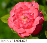 Роза флоринбуда Куин Элизабет (лат. Queen Elizabeth (Queen of England, The Queen Elizabeth Rose)), Lammerts США, 1954. Стоковое фото, фотограф lana1501 / Фотобанк Лори