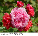 Роза кустарниковая Ладюрэ (лат. Laduree), Massad 2009. Стоковое фото, фотограф lana1501 / Фотобанк Лори