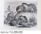 Луговая собачка (Сynomys ludovicianus)  - рисунок из книги А. Брэма "Жизнь животных" 1896 г. Стоковая иллюстрация, иллюстратор Вера Смолянинова / Фотобанк Лори